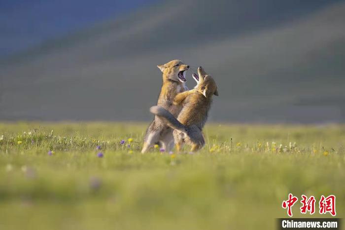 青海:生態(tài)攝影再獲國際賽事金牌 青海:生態(tài)攝影再獲國際賽事金牌