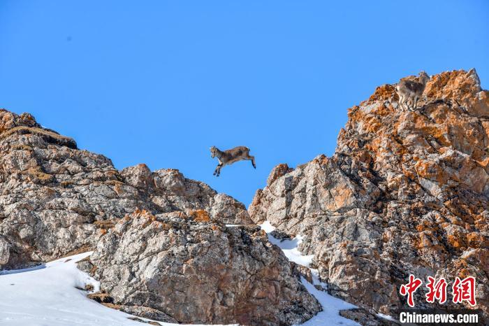 青海:生態(tài)攝影再獲國際賽事金牌