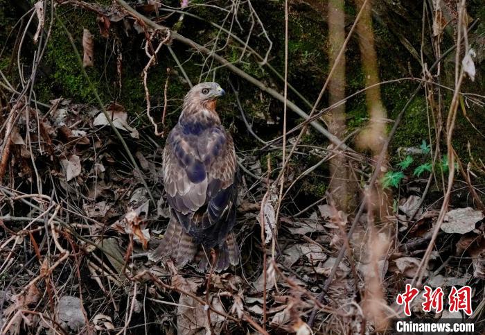 四只国家二级重点保护野生动物在西安周至县赤峪放归（飞）