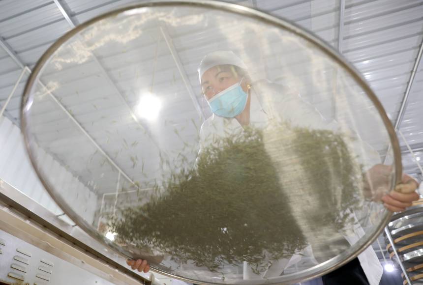 在三江侗族自治县古宜镇黄排村，一名制茶师在车间内筛选茶叶。龚普康摄