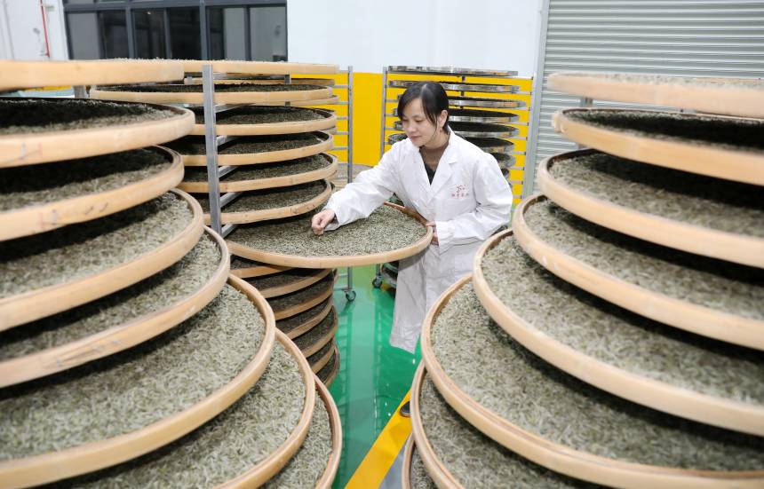 在三江侗族自治县粤桂协作项目生态产业园江川标准厂房，一名制茶师在车间内查看茶产品。龚普康摄