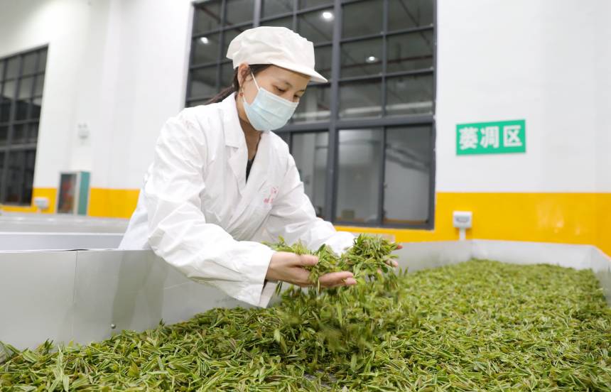 在三江侗族自治县粤桂协作项目生态产业园江川标准厂房，一名制茶师在车间内摊青。龚普康摄
