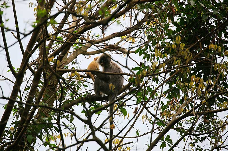 云南龙陵再次监测到菲氏叶猴“猴宝宝”身影