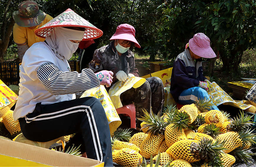 海南昌江：万亩菠萝陆续上市 “触网”直播销路宽