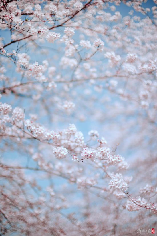 辰山植物园暂时闭园，镜头带你云赏樱