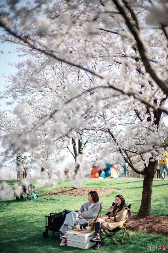 辰山植物园暂时闭园，镜头带你云赏樱