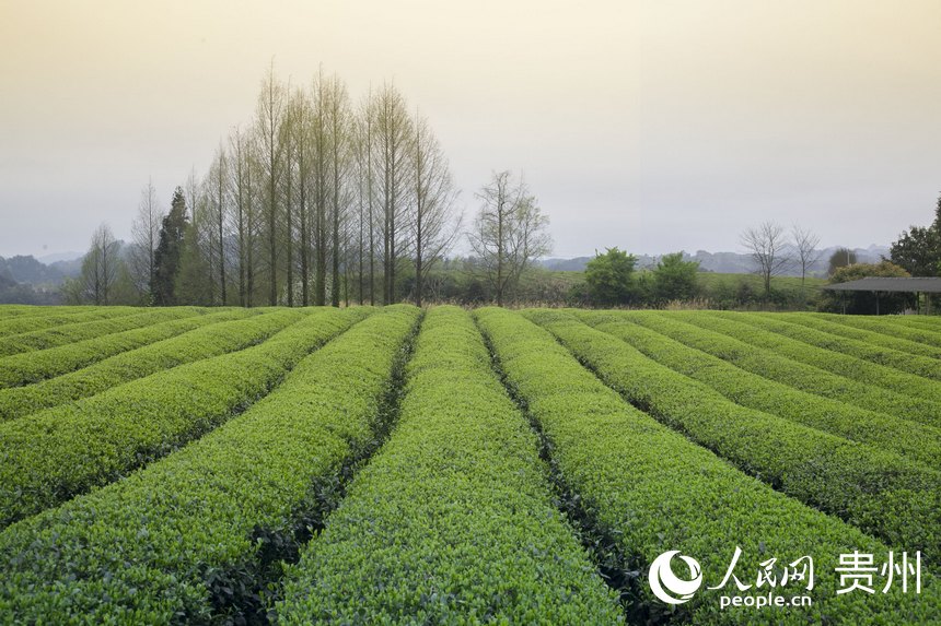 贵州湄潭：春茶上市 产业富农