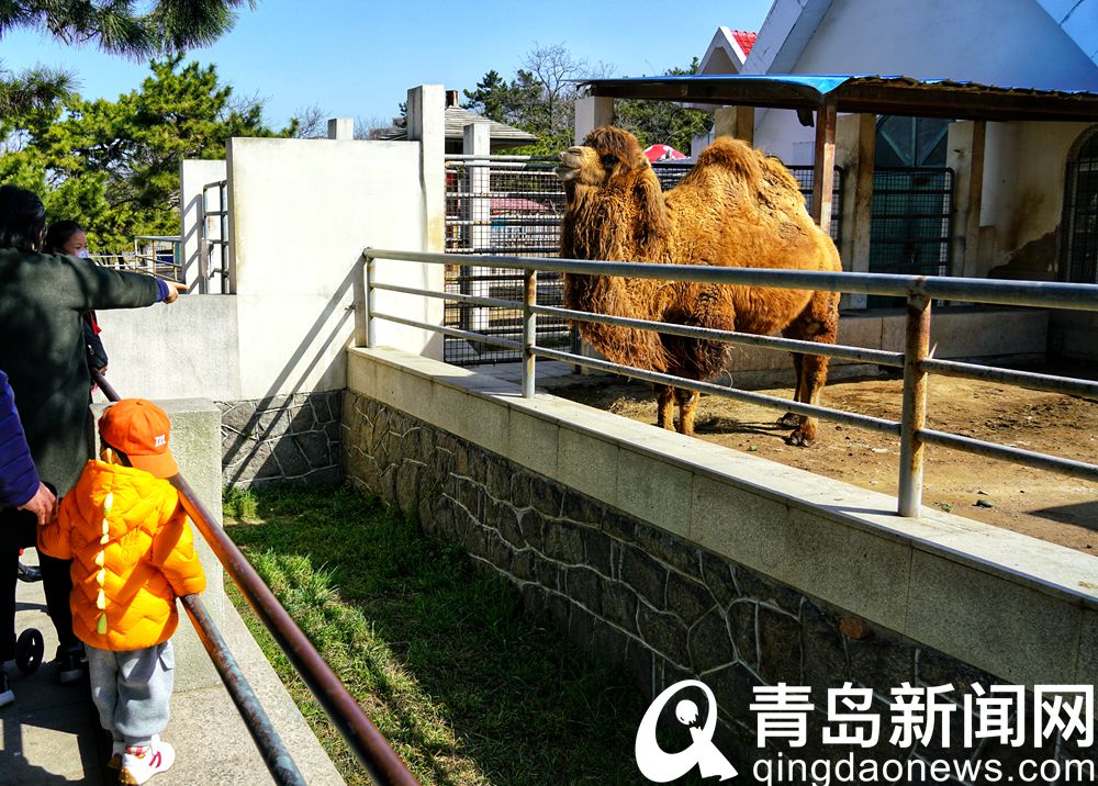 青岛动物园里动物们也晒起日光浴