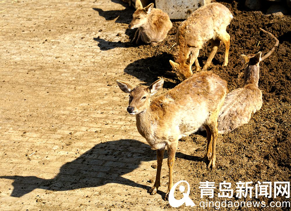青岛动物园里动物们也晒起日光浴