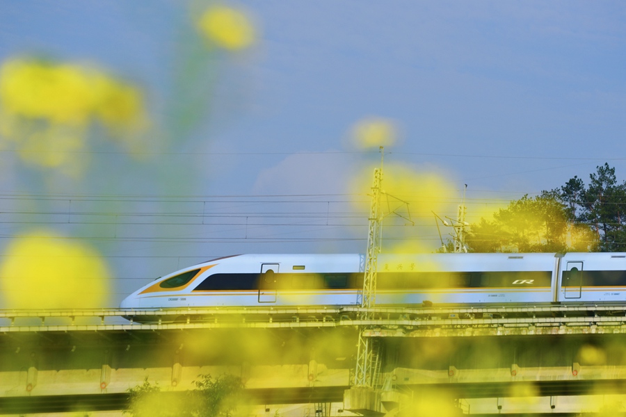 福建永安：列车驶过油菜花海 奔赴春天的约会