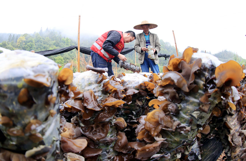 3月30日，在广西柳州市融安县板榄镇东岭村，第一书记吴文涛（左）和村民一起在田间采收木耳。