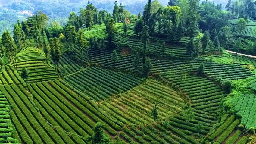 万亩茶园吐新绿，明前春茶采摘忙。丹棱县融媒体中心供图