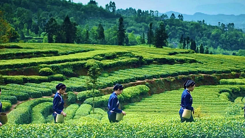 万亩茶园吐新绿，明前春茶采摘忙。丹棱县融媒体中心供图