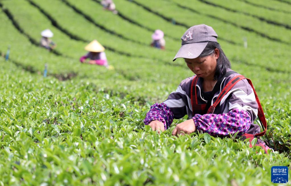 广东英德：“红茶之乡”采茶忙
