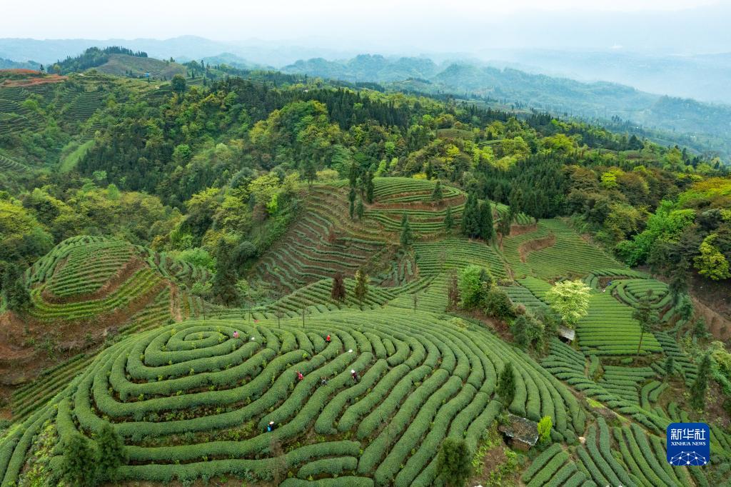 四川雅安：蒙顶山茶核心区原真性保护促产业发展
