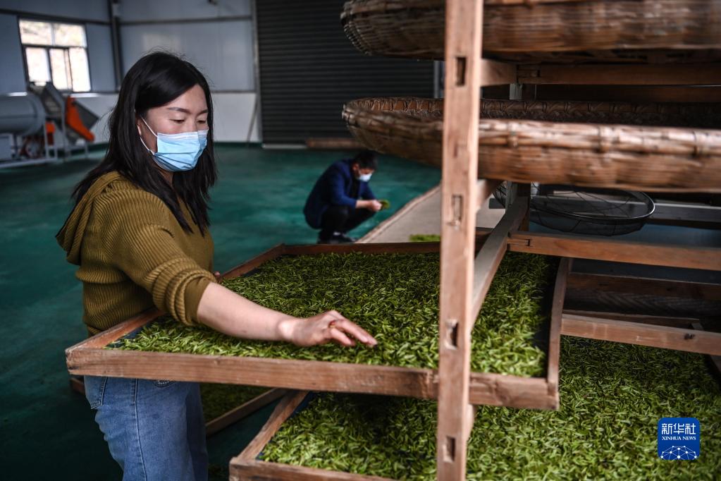 陕西平利：以茶致富 因茶兴业