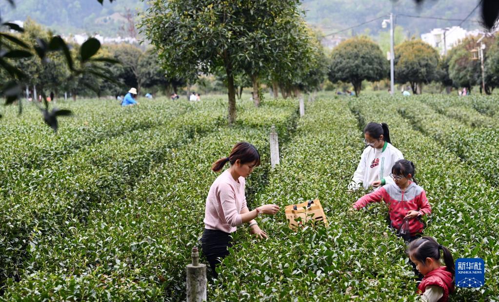 陕西平利：以茶致富 因茶兴业