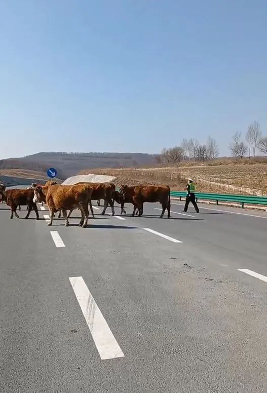 牛群“霸”道！黑龙江交警围追堵截，在公路上“放”牛！