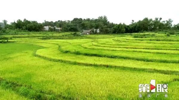 赞！重庆两地入围种子基地“国家队”