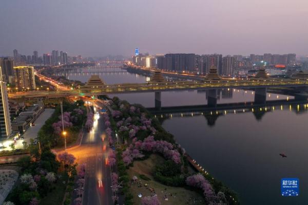 广西柳州：紫荆缤纷夜色美
