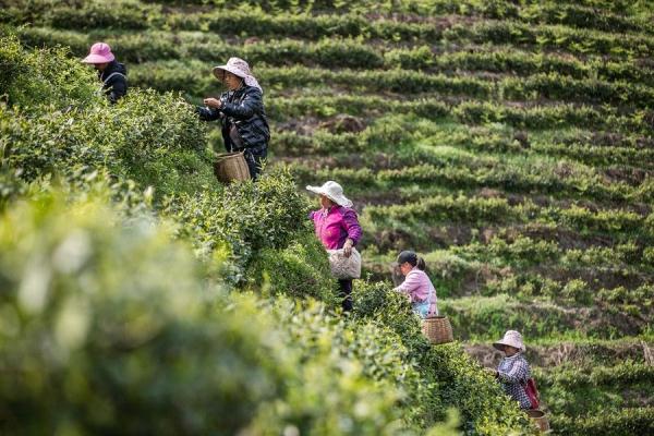 贵州毕节：不误春光农事忙