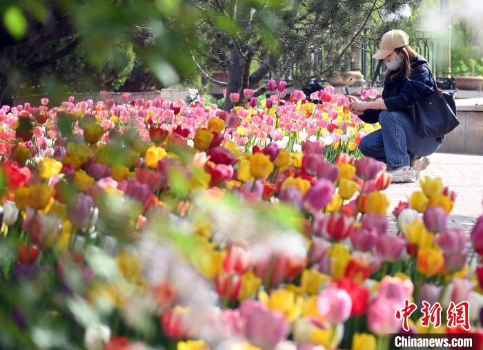 石家庄植物园第十六届郁金香文化节开幕 4万株郁金香绽放