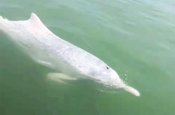 30只！珍稀中华白海豚又现广东这个海域