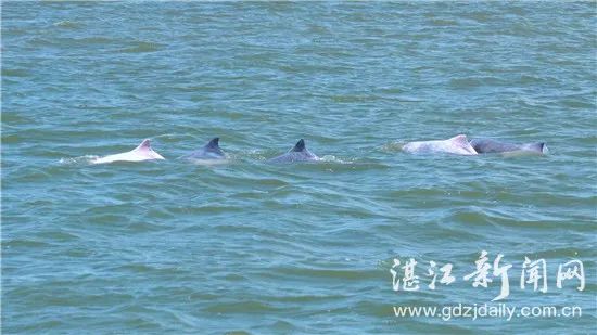 30只！珍稀中华白海豚又现广东这个海域
