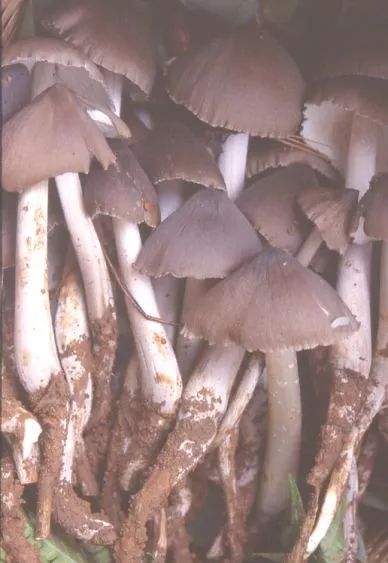 一年2000多人中毒，云南疾控最新提醒