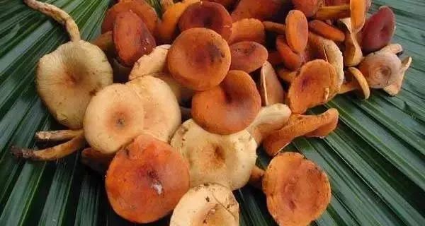 一年2000多人中毒，云南疾控最新提醒