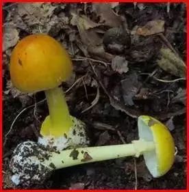 一年2000多人中毒，云南疾控最新提醒