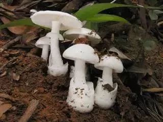 一年2000多人中毒，云南疾控最新提醒