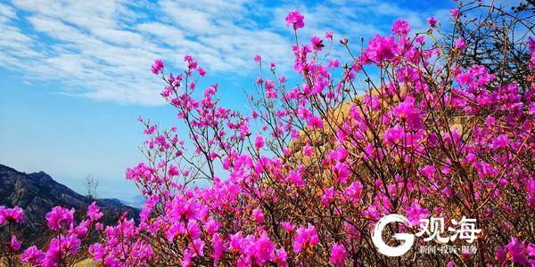 赏花正当时，青岛崂山巨峰映山红迎春开