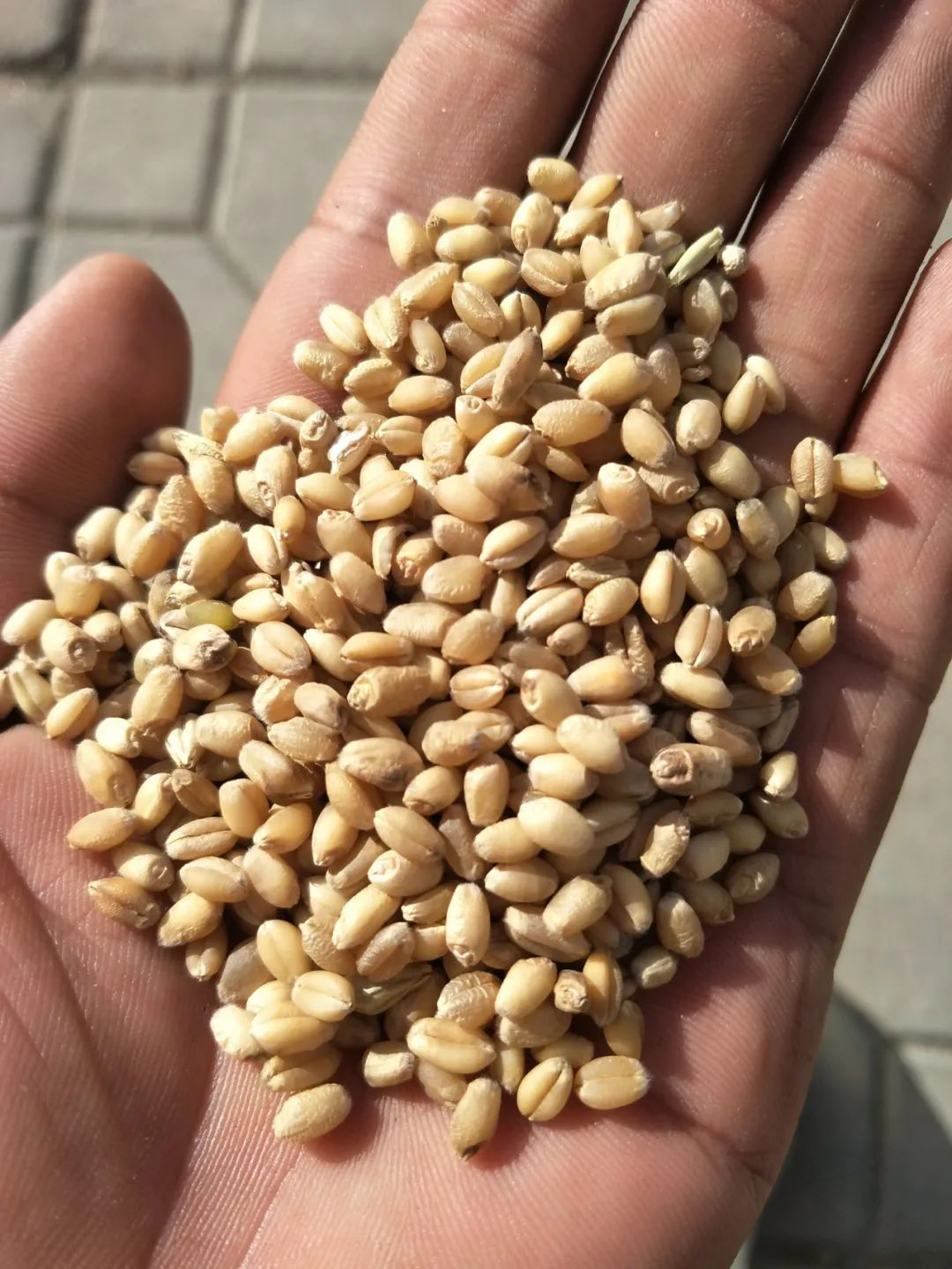 Science：MKK3闹钟双轮驱动大麦种子休眠青藏高原青稞挑选全球最高活性形式