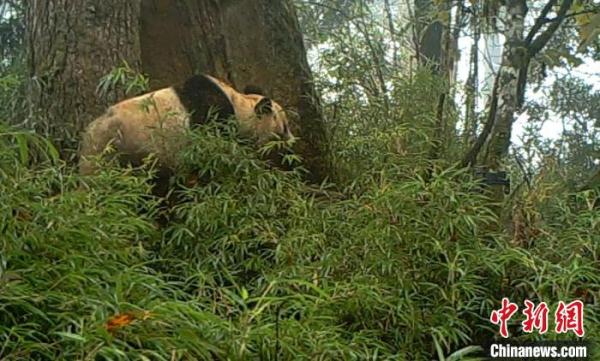 四川宝兴：野生大熊猫在树洞中睡“回笼觉”被记录