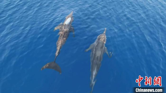“海豚日”遇到海豚是一种什么体验？