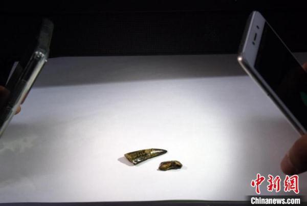 中国科学家在云南元谋发现全新剑齿虎族等化石 或为“古猿杀手”