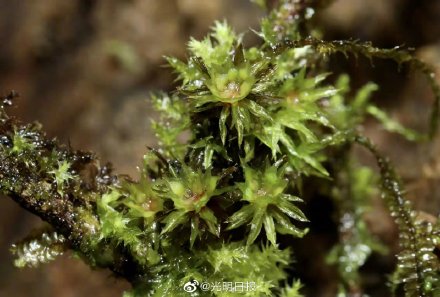 车八岭保护区发现6种广东省内新记录苔藓植物