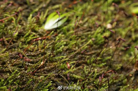 车八岭保护区发现6种广东省内新记录苔藓植物