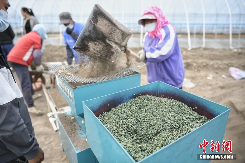 天津首次规模化试种袁隆平团队“超级耐盐碱巨型稻”