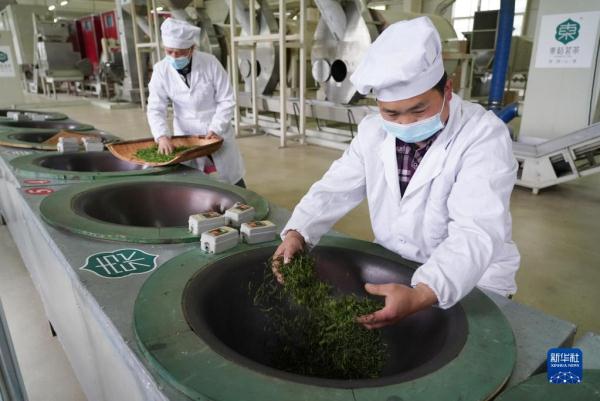 陕西西乡：人均一亩茶 富民美如画
