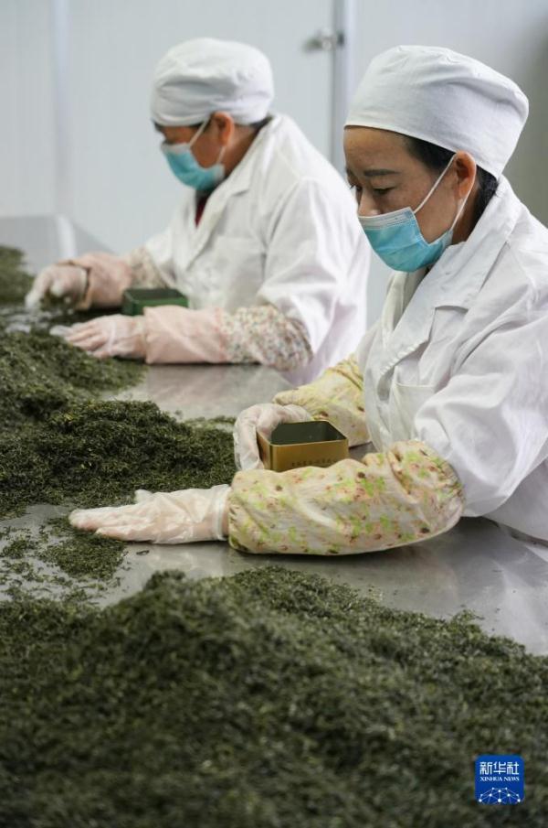 陕西西乡：人均一亩茶 富民美如画