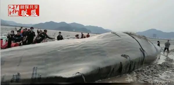 宁波象山搁浅鲸鱼，体长15米重约30吨