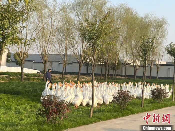 安徽六安：皖西白鹅产业链上“展翅飞”