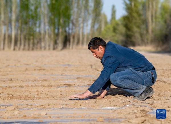 新疆棉农伊力·买买提的春播季