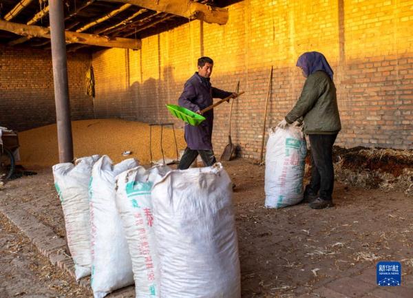 新疆棉农伊力·买买提的春播季