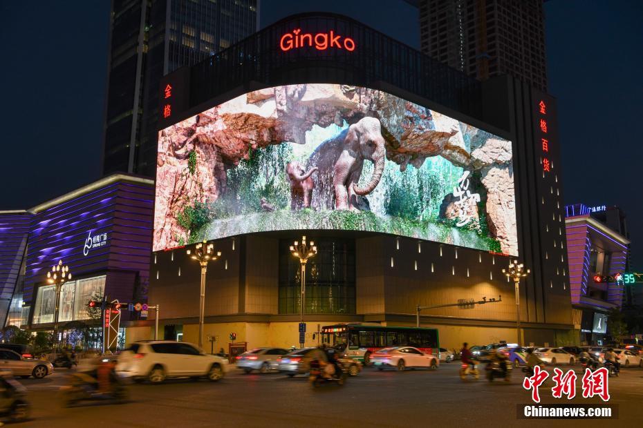 亚洲象裸眼3D视频亮相昆明户外大屏