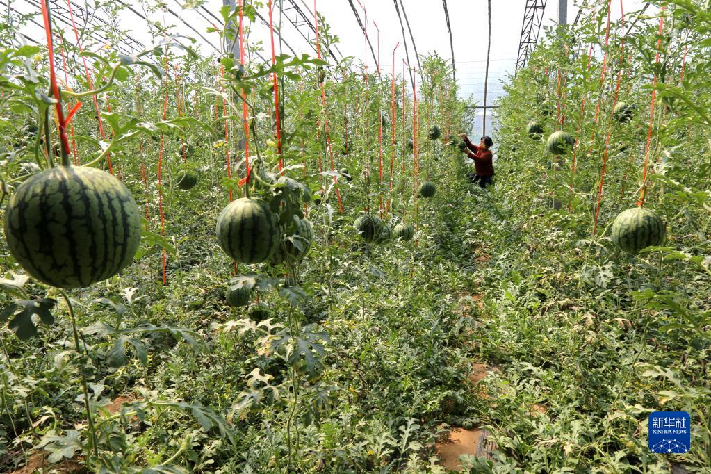 山东惠民：发展富硒西瓜种植 带动村民增收