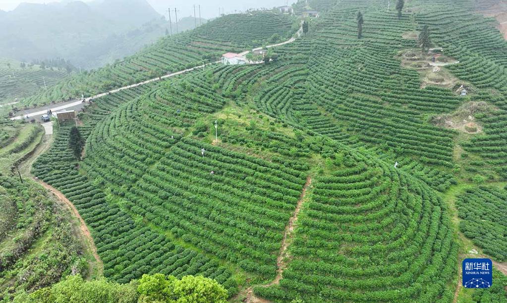 贵州丹寨：采茶制茶忙