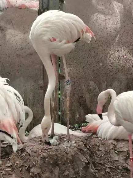萌翻了！重庆动物园迎来一批新生“萌宝”
